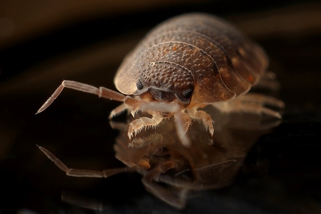 How to Get Rid of Bed Bugs in a Mattress